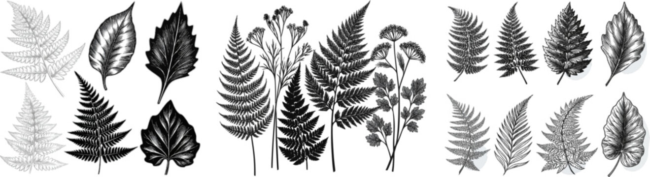 A detailed botanical illustration featuring intricate fern fronds and wild flora, rendered in high-end traditional wood engraving with sharp boundaries and distinct black cross-hatching