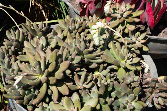 Close-up image of Graptosedum Francesco Baldi