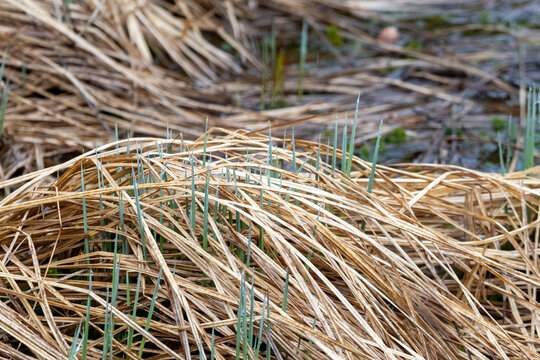 La Tuque, Quebec, 14 May 2026 : Fresh green shoots with dew drops push through a dense layer of tangled dry brown grass.
