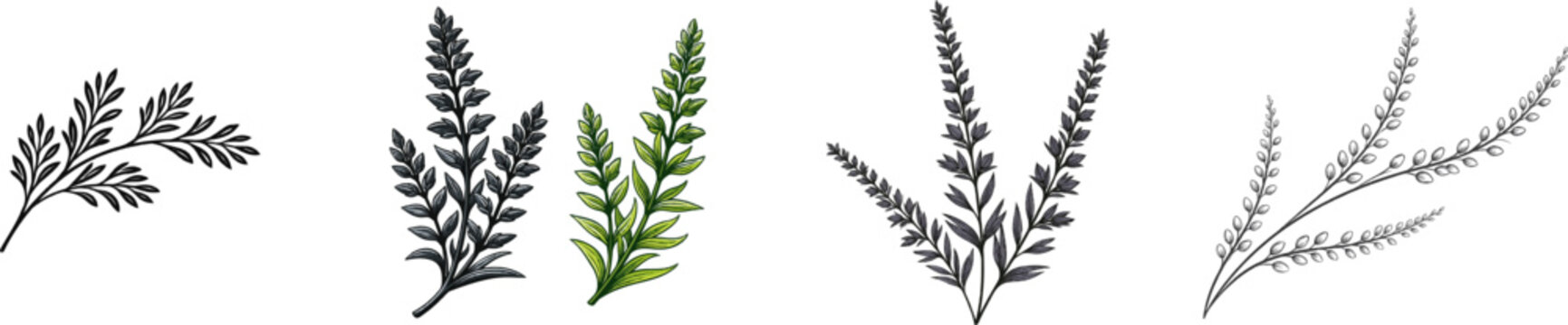 Heather flower sprigs botanical illustration in elegant fine line art with minimalist black ink on crisp pure white background, ideal for clean vector tracing