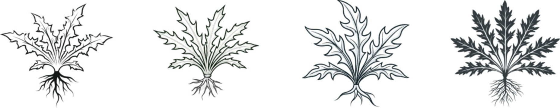 A minimalist engraving-style black-and-white illustration of a dandelion rosette with jagged leaves and a deep taproot, set against a stark white background for vector tracing
