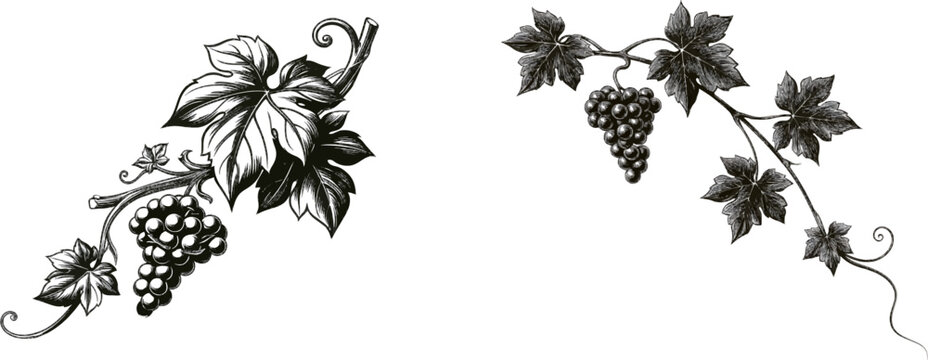 A vintage engraving botanical corner vignette featuring intricate grapevine and ivy scrollwork on a pure white background with sharp black ink lines, perfect for vector tracing
