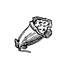 Foxglove flower, trumpet-shaped blossom with spotted throats, botanical line engraving, old vintage illustration, 1897. © Timofeeff