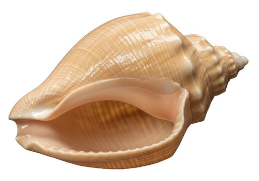 Close-up of a light brown seashell on neutral background isolated transparent png