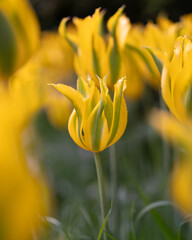 Fototapeta premium yellow tulip flower