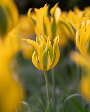yellow tulip flower