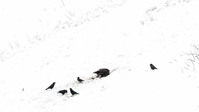 Golden eagle on carcass with flock of crows  (Aquila chrysaetos)