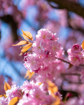 pink cherry blossom