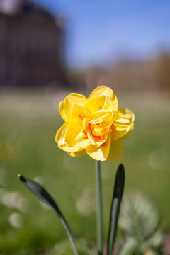 yellow flowers in the garden
