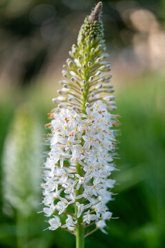 close up of a white flower