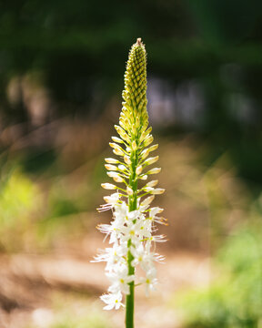 close up of a flower