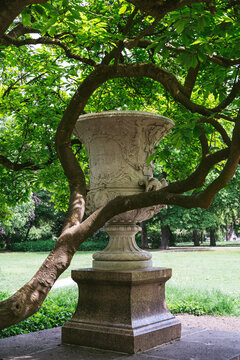 tree in the park