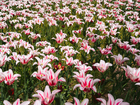 pink and white tulips