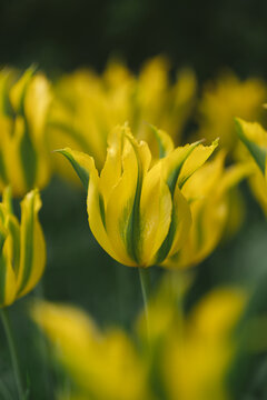 yellow tulip flower