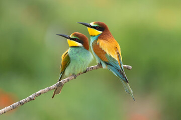 Obraz premium European Bee-eater in a field of flowers and poppies in early spring with perfect plumage