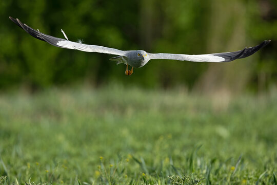 Male Montagu's harrier flying in its territory in an area of ​​cultivated wheat fields and scattered trees in the early light of a spring day