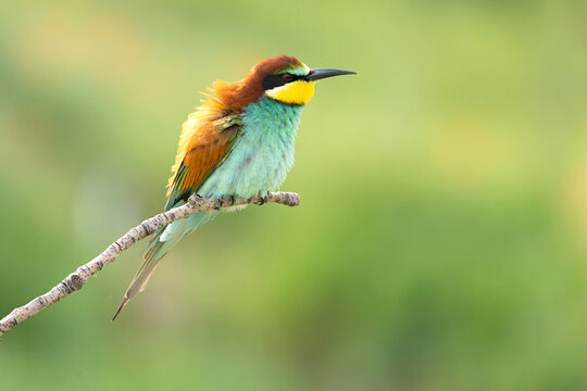 European Bee-eater in a field of flowers and poppies in early spring with perfect plumage