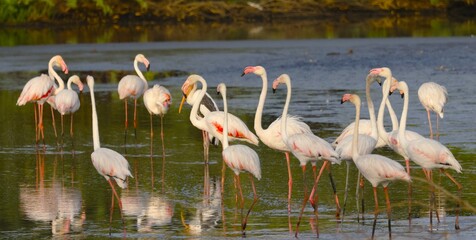 Alert folk of greater flamingo © Nitin