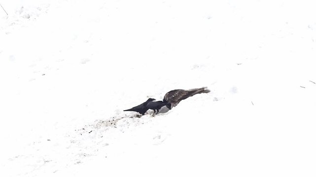 Young bearded vulture on carcass (Gypaetus barbatus)