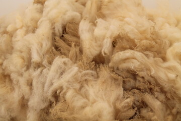 The Fleece of a Freshly Sheared Adult Sheep Animal. © daseaford