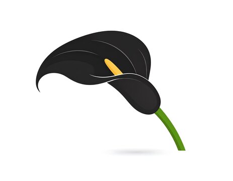 Elegant Black Calla Lily Blooming on Minimal Gray Background