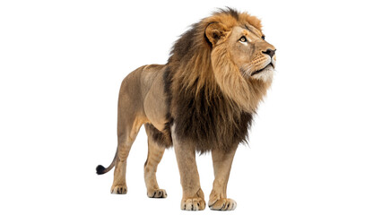 Full body shot of a wild majestic african lion standing calmly with thick furry hair mane for safari on transparent background © Lobov