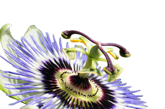 Passion fruit flower with transparent background