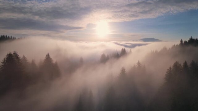 Thick morning fog rolling over dense pine forest trees during a beautiful golden sunrise view