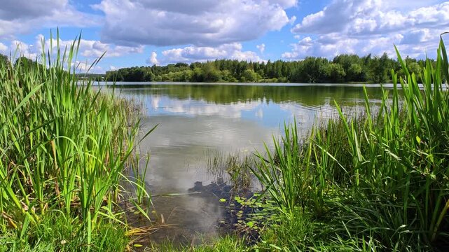 Various deciduous trees grow on the grassy shores of the lake. There are ripples on the water and a reflection of the blue sky with clouds. Reeds grow in the water. Sunny and warm summer weather