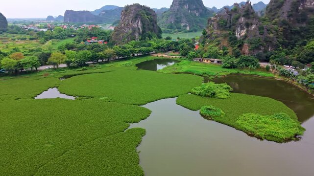 Cinematic drone footage of a lush pond landscape in Ninh Binh with water plants and dramatic limestone karsts rising in the background.