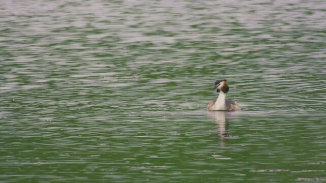 Wildlife footage of a great crested grebe swimming across calm green lake water in a natural wetland habitat. The bird is seen from behind with its distinctive head crest and reflection visible