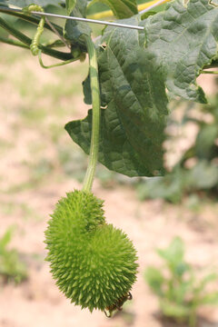 Spiny gourd, Momordica dioica, teasle gourd, bristly balsam pear on tree in plant