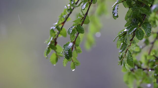 Cinematic macro shot of raindrops falling on green Lenga beech tree leaves (Nothofagus pumilio) during a rain storm in Ushuaia, Tierra del Fuego, Patagonia, Argentina