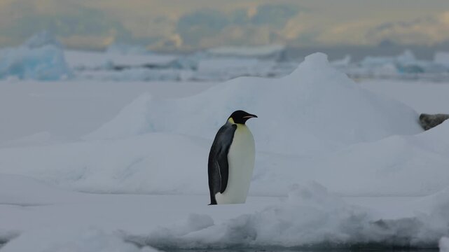 Emperor penguin stands on a snowy Antarctic icefield while a crab-eater seal rests in the background, capturing a quiet and remote polar wildlife scene.