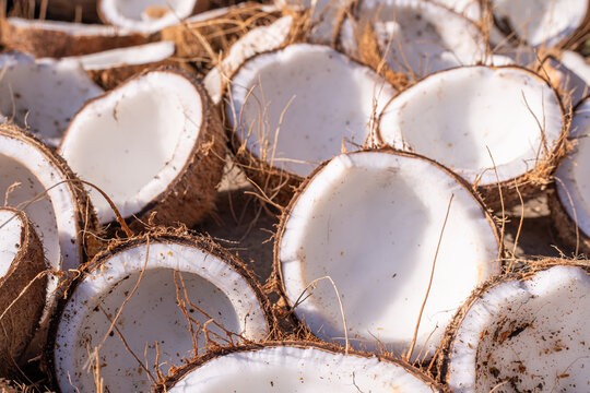Organic halved coconuts drying under natural sunlight for copra production. Traditional harvest for food, cosmetic, and sustainable oil industry