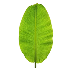Fresh green banana leaf with visible natural texture © PEE PHIBAN