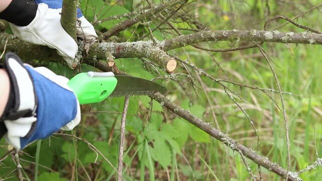 Gardener cuts a tree branch with a folding garden saw. A hand in a protective glove holds a green folding saw and cuts a thin tree branch in the garden. The concept of garden care and plant pruning