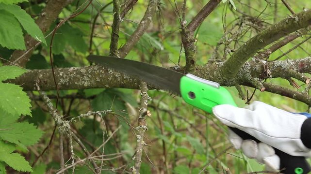 Gardener cuts a tree branch with a folding garden saw. A hand in a protective glove holds a green folding saw and cuts a thin tree branch in the garden. The concept of garden care and plant pruning