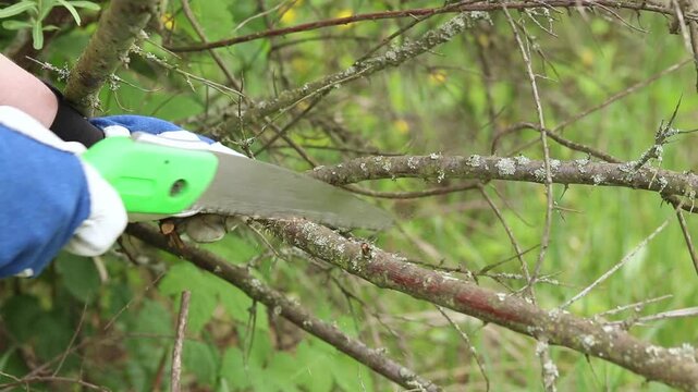 Gardener cuts a tree branch with a folding garden saw. A hand in a protective glove holds a green folding saw and cuts a thin tree branch in the garden. The concept of garden care and plant pruning