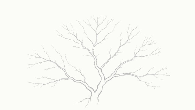 Minimalist Monochrome Pencil Sketch of a Leafless Bare Tree with Symmetrical Rounded Canopy and Delicate Fine Branching on Soft Off-White Background