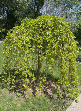 Weeping Mulberry tree (Morus alba Pendula) with cascading green leaves in a sunny spring garden