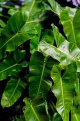 Vibrant green leaves cascade in rich, glossy textures © oybekostanov