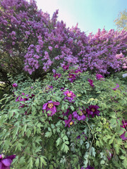 Obraz premium Beautiful blooming lilac bushes in the garden on a sunny spring day