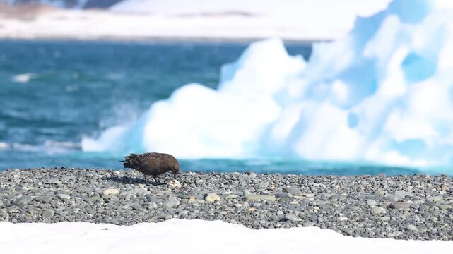 Antarctic skua walking across a rocky shoreline beside icy blue water and drifting ice, ideal for wildlife, polar nature, climate, and seabird themes