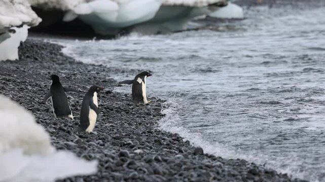 Adelie penguins gather and move cautiously across a dark volcanic pebble shoreline beside icy Southern Ocean waves and fragmented coastal sea ice in East Antarctica during the austral breeding season