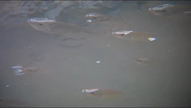 A group of tilapia fish that appear on the surface of the river water swimming against the water current