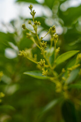 Obraz premium Green leaves frame delicate yellow buds