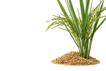 Obraz premium Green rice plant stalks growing from pile of paddy seeds