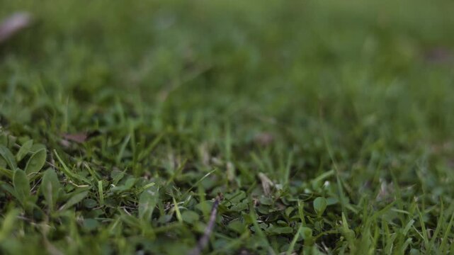 Moving Through Freshly Mowed Grass And Cut Weeds In The Garden