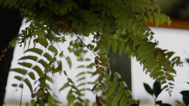Long Green Leaves Of Sword Fern Swaying Elegantly In The Wind